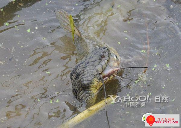 实拍蟒蛇水中吃鱼 狼吐虎咽!